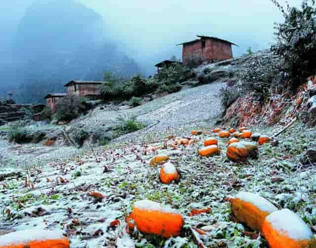 袖虎病猫研究;猫咪得了脂肪肝怎么办？如何照顾？