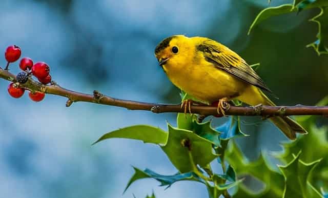 袖虎宠物带你避雷星期猫！不可马虎大意！