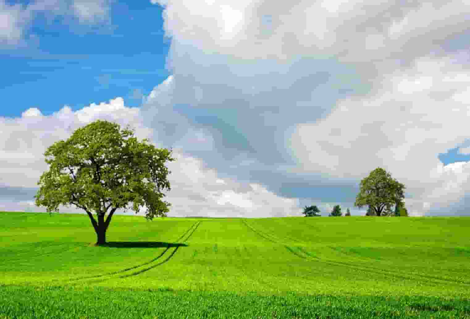 袖虎预警，夏季狗狗中暑要小心！