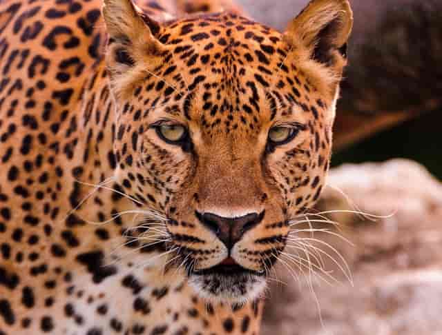 袖虎病狗攻略：狗真的都爱吃骨头吗