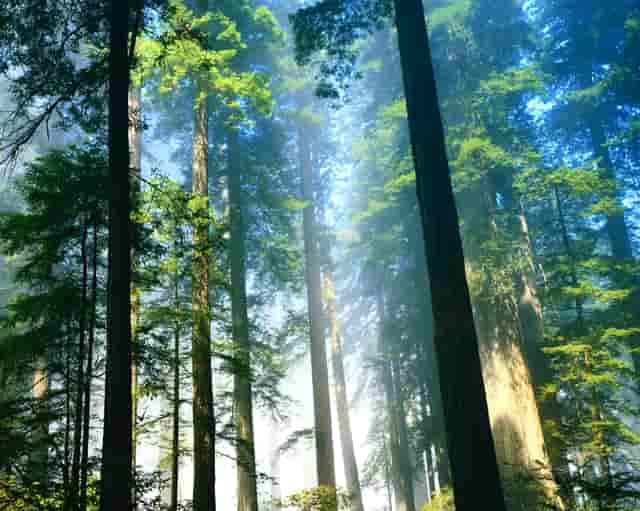 分析宠物销售市场，看袖虎如何养猫生财！