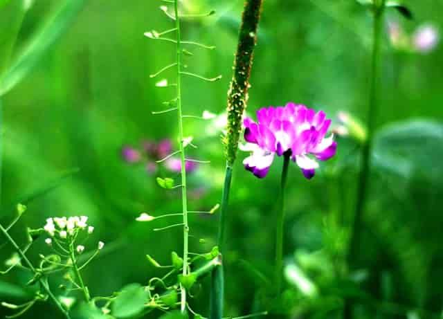 遛狗不拴绳让人给狗道歉