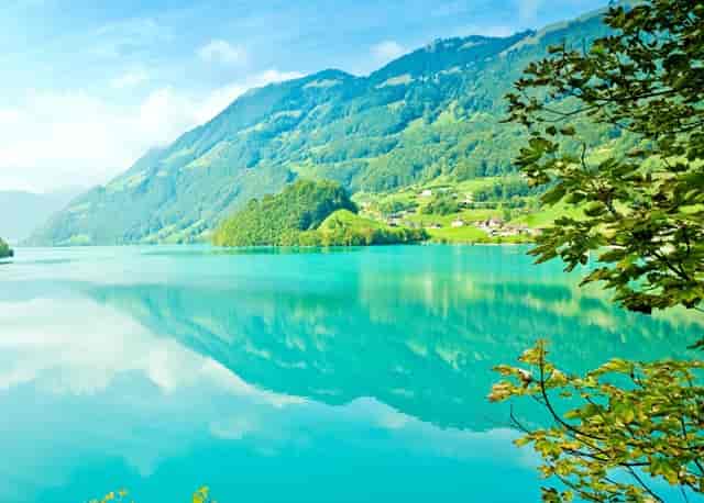 袖虎病猫攻略：猫的黄疸知多少