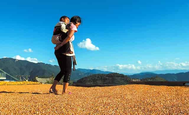 袖虎病狗攻略：眼泪汪汪的贵宾，小心得病