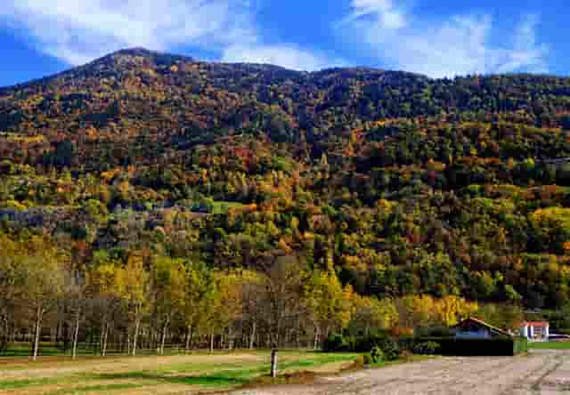 为什么血压升高就会低(为什么喝绿茶血压升高)