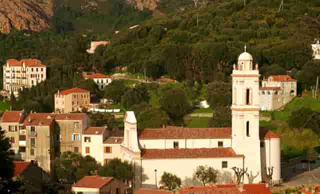 袖虎病猫攻略：加菲猫出现黑下巴是什么原因