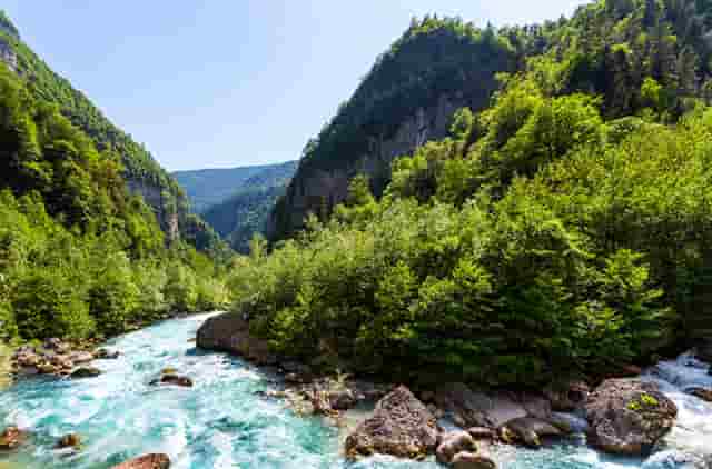 袖虎病狗攻略：狗发烧怎么办