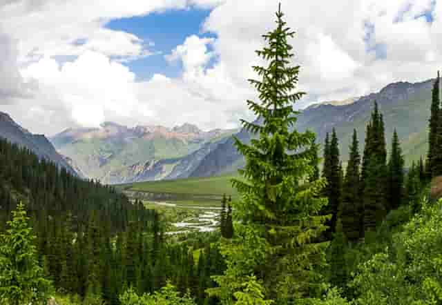 袖虎病猫攻略：人吃的药能喂猫吗？