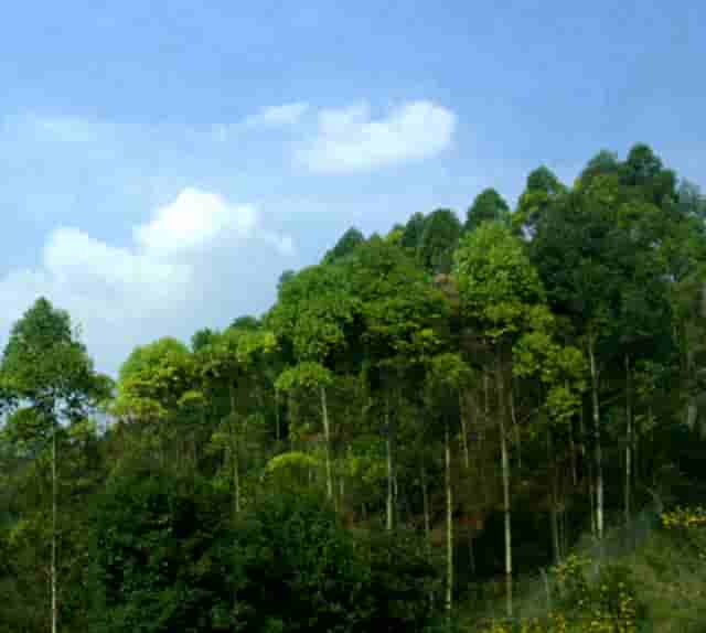 袖虎病猫攻略：猫咪流口水是饿了还是病了？