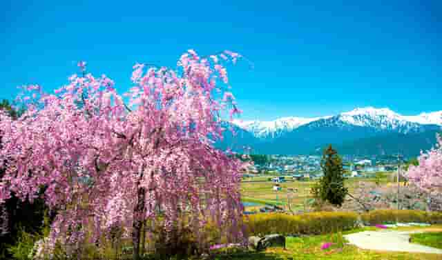 袖虎病猫攻略：关于猫咪眼泪这事你可能不知道