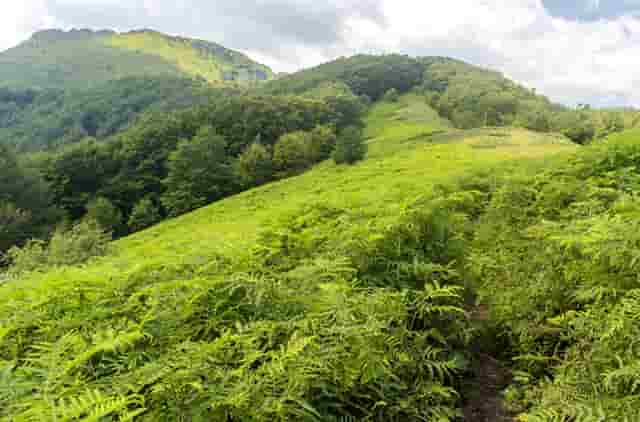 听听袖虎对宠物店卖病猫一事的分析