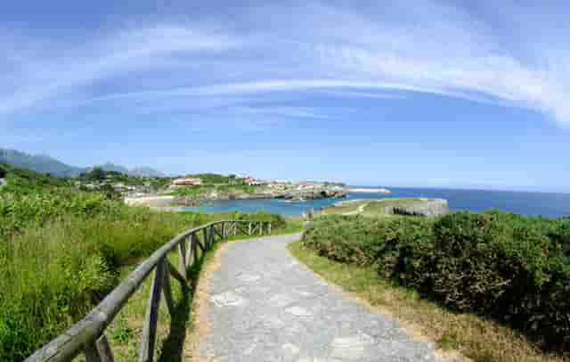 袖虎病猫攻略：猫咪上呼吸道感染怎么治